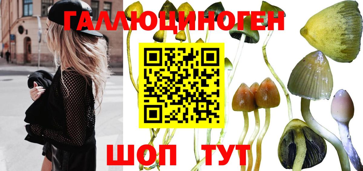 Галлюциногенные грибы прущие грибы Кизилюрт